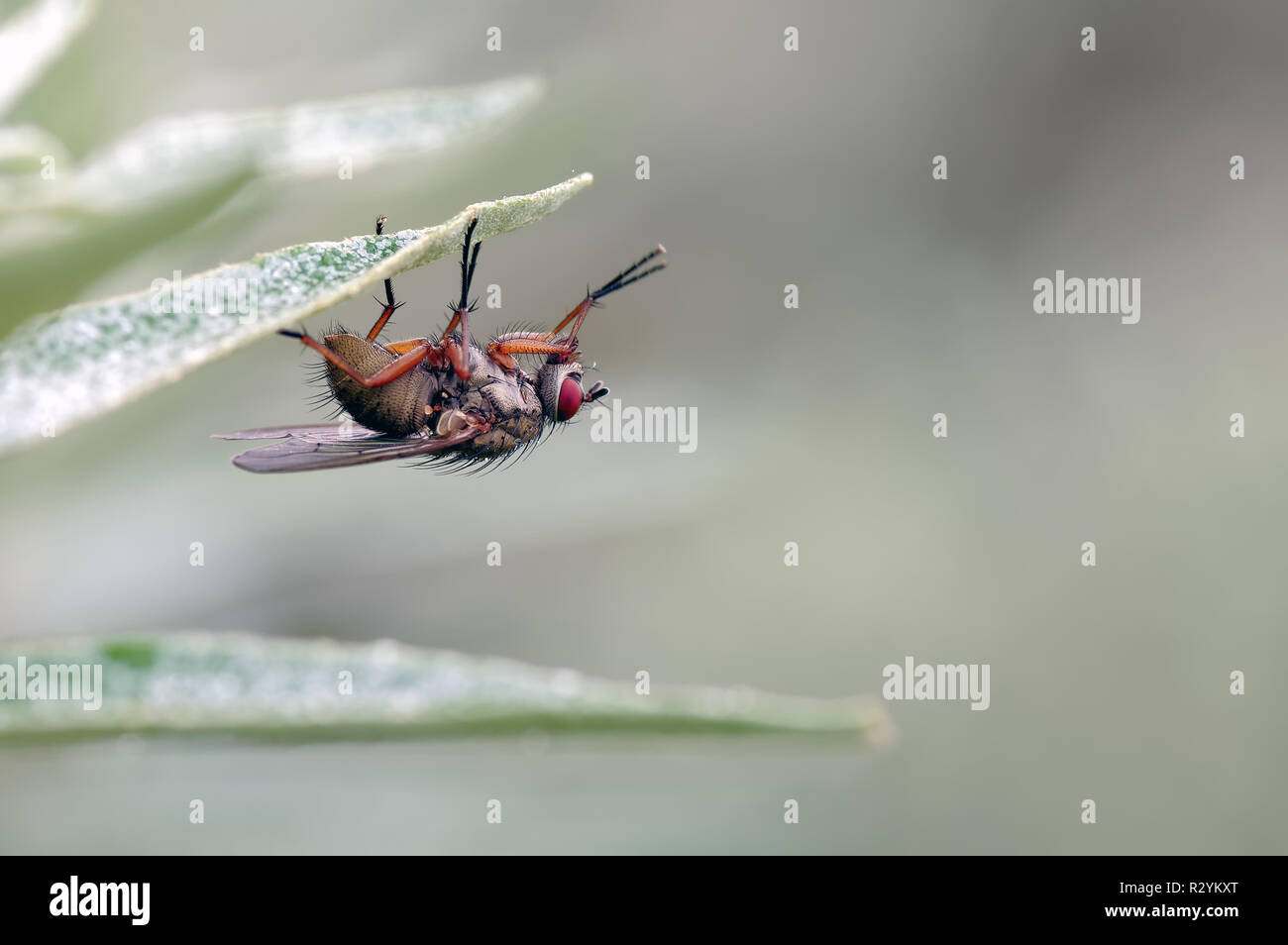 Eine von vielen Phaonia spp von Fly ruht, während seine Vorderbeine Reinigung auf die Unterseite einer Weide (Salix) Blatt. Es gibt etwa 750 Arten o Stockfoto