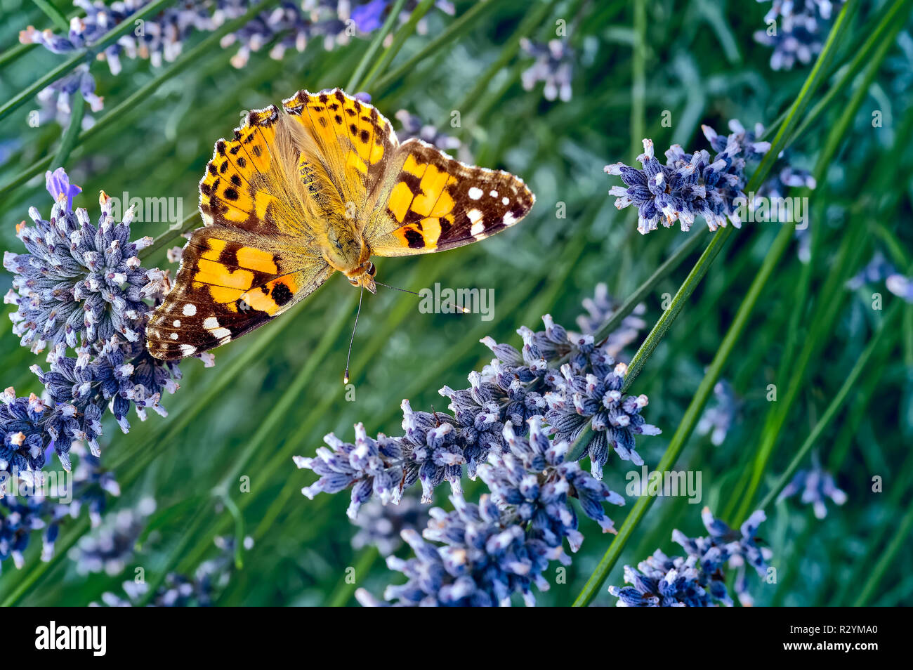 Das ist ein Bild für die Distelfalter Schmetterling, Vanessa (Cynthia cardui) oder einfach Vanessa cardui, Fütterung (nectaring) auf Lavendel. In Amerika ist es k Stockfoto