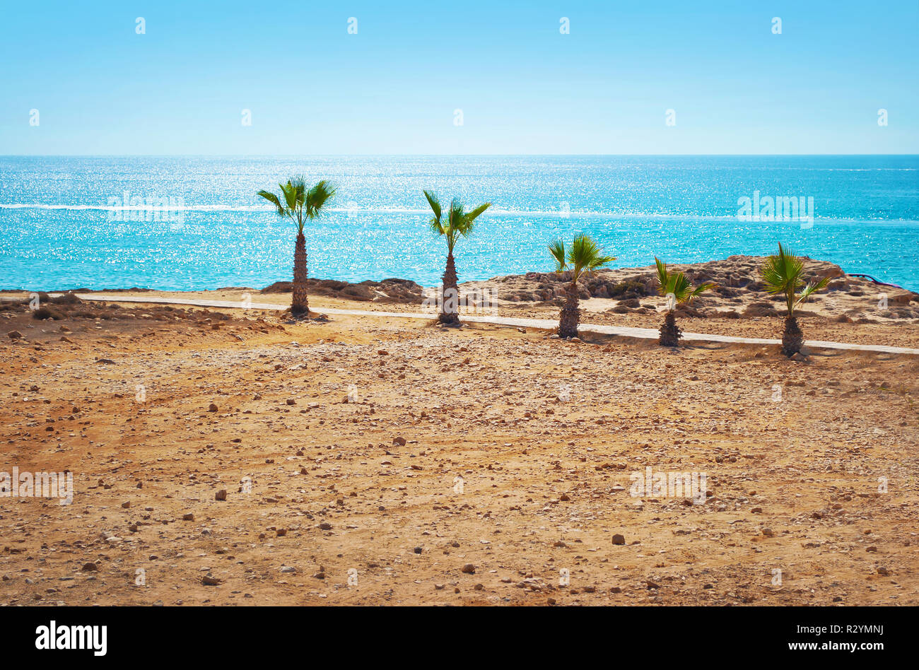 Bild von fünf kurze Palmen auf den kahlen Strand auf dem Hintergrund der funkelnden, blauen Meer Oberfläche und wolkenlosen Sommerhimmel. Stockfoto