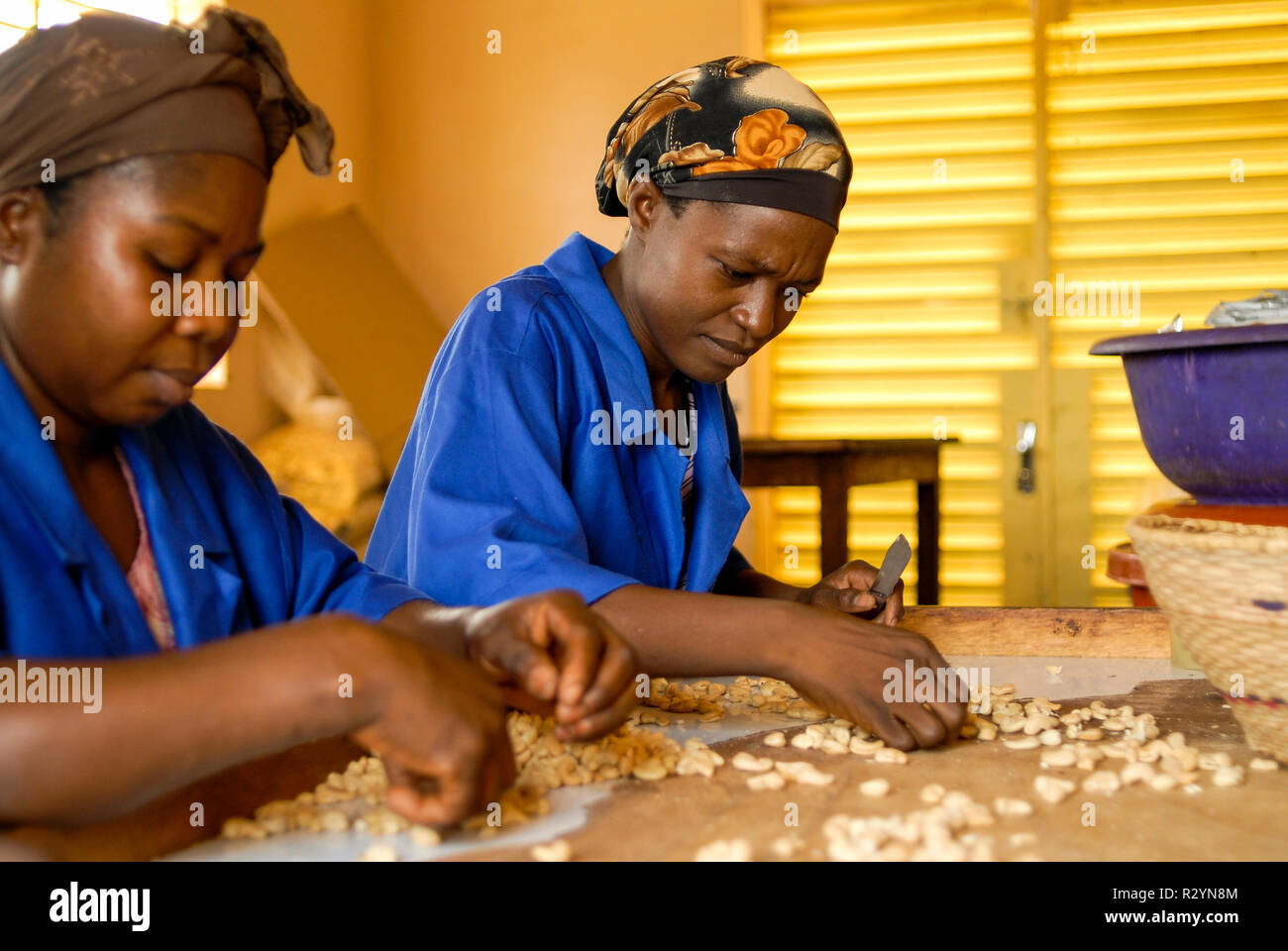 BURKINA FASO, Banfora, Verein Wouol Bérégadougou Fabrik für fairen Handel und ökologischen Cashewnuß-Verarbeitung, Frauen Schale Kaschu-Nüsse / Verband Wouol Bérégadougou Fabrik zur Verarbeitung von Kaschunuessen, FLO Fairtrade zertifizierte Bio Cashewnuesse Stockfoto