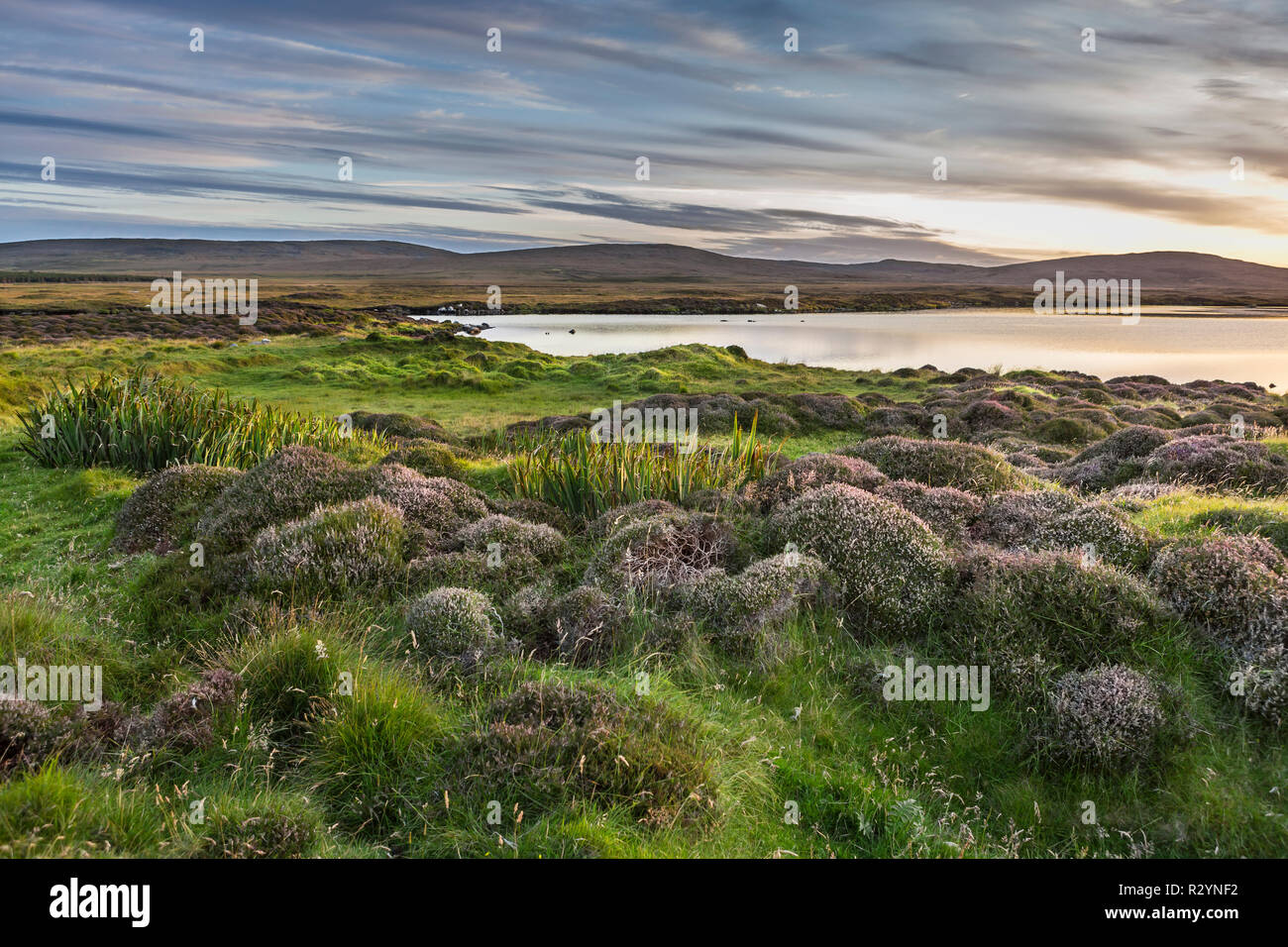 Wunderschönen schottischen Insel Landschaft mit Heidekraut Blume bei Sonnenuntergang, Uist, Äußere Hebriden, Schottland, Großbritannien, Europa Stockfoto