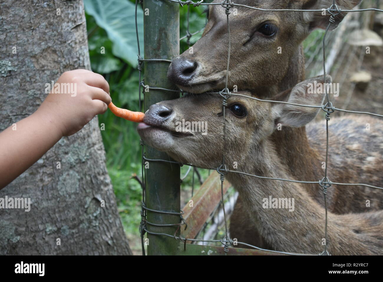 Rotwild essen Karotten an penangkaran Rusa, Bandung Stockfoto