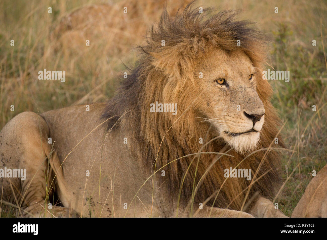 Große maned männliche Löwe, liegend im Grünland, Savannah, Masai Mara National Reserve, Kenia Stockfoto