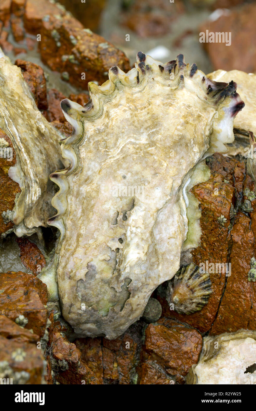 Pazifische Auster (Magallana gigas Syn. : Crassostrea gigas) von Austern Farmen entkommen, Oostende, Cotes-d'Armor, Frankreich. Stockfoto