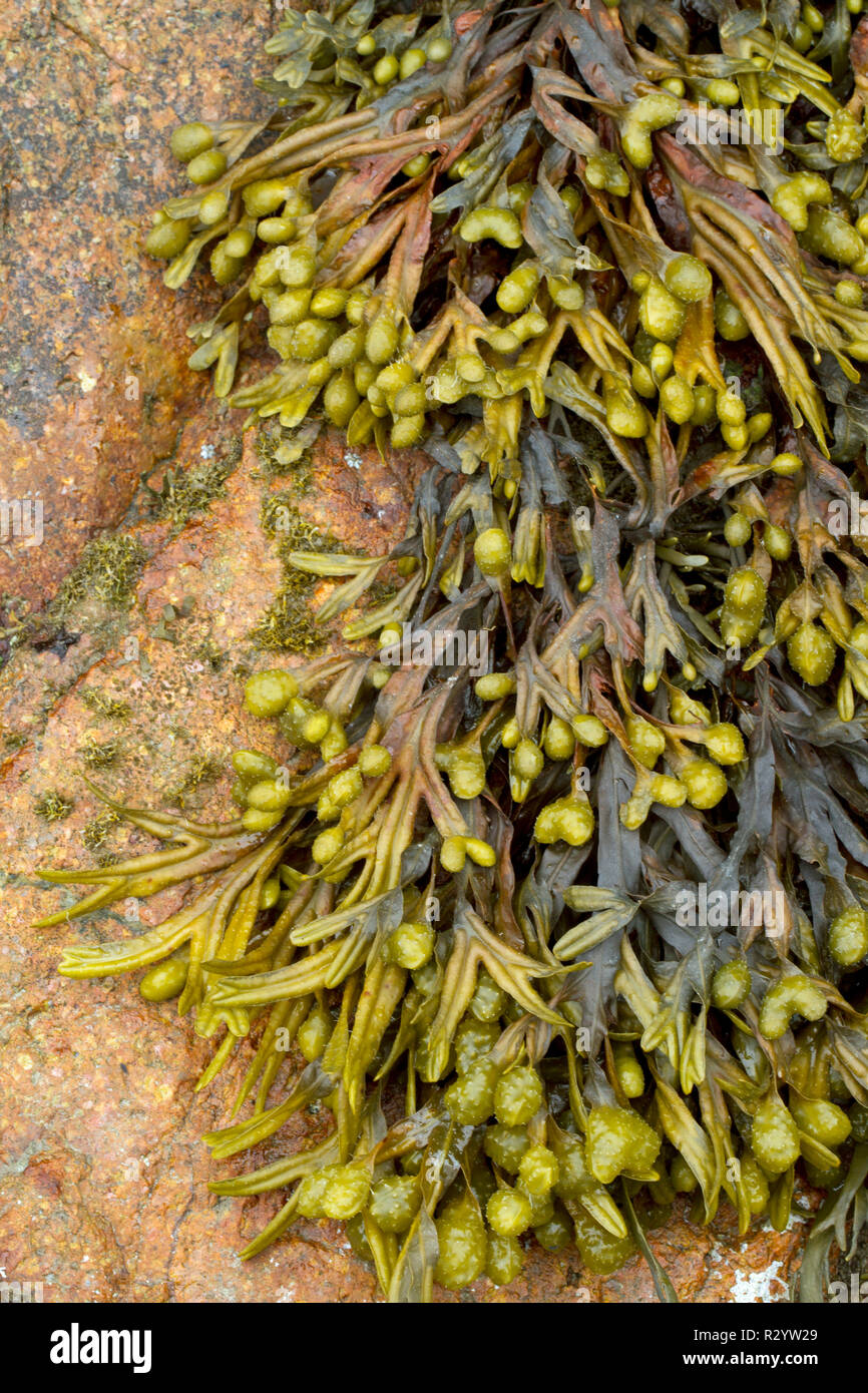 Fucus sp Fotos und Bildmaterial in hoher Auflösung Alamy