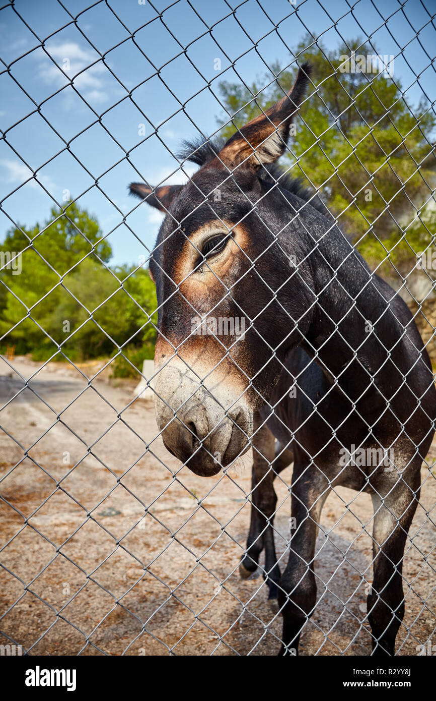 Bild von einem Esel hinter einem Maschendrahtzaun. Stockfoto