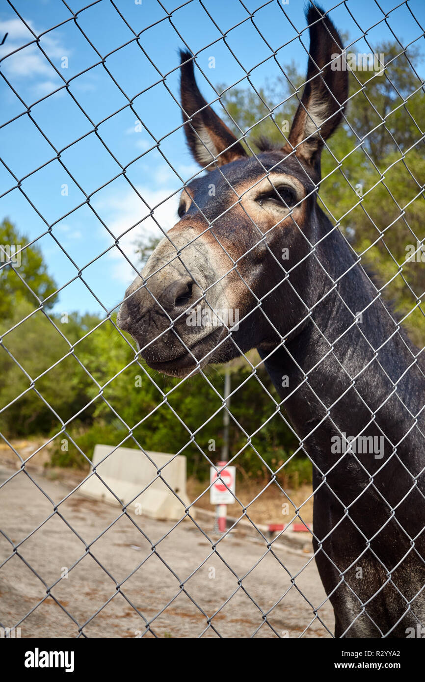 Esel hinter einem Maschendrahtzaun, auf die Schnauze. Stockfoto