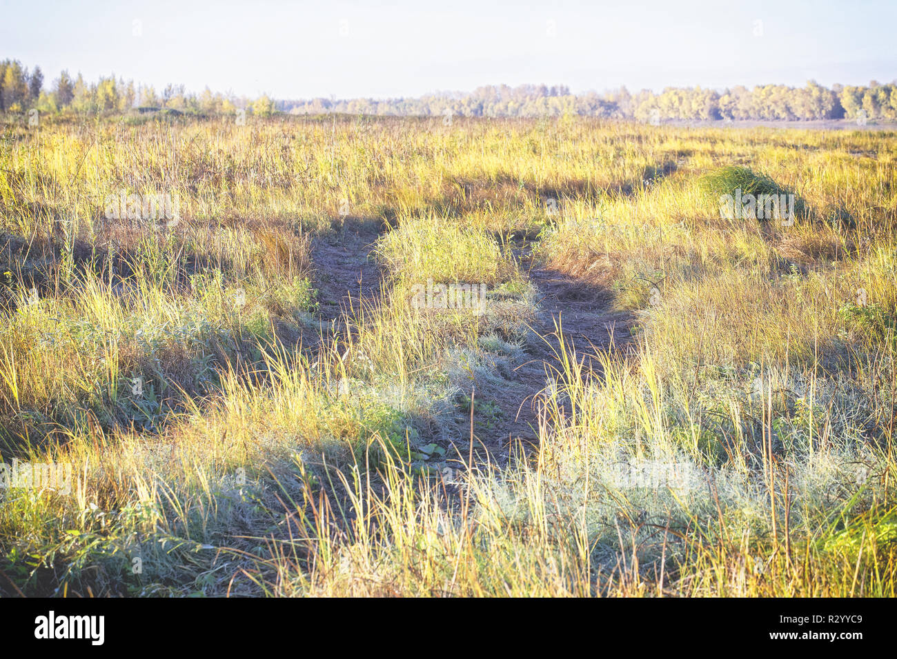 Eine einzelne Spur in einem gelben Feld Herbst, die zu den Horizont unter den Frost-bedeckten Büsche. Schwaches Bild Bilder als Hintergrund verwenden Stockfoto