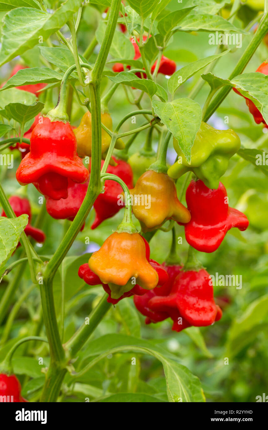 Paprika (Capsicum baccatum var. Pendel' Bishop's Crown") Stockfoto