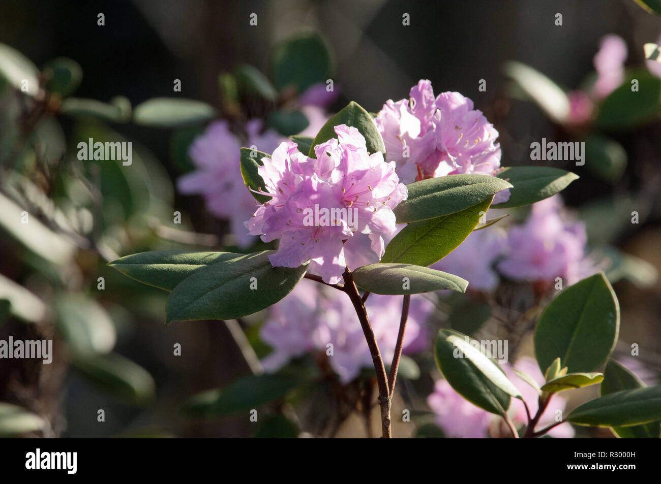 Wild Rhododendron Blüte im Cumberland Gap. Digitale Fotografie Stockfoto