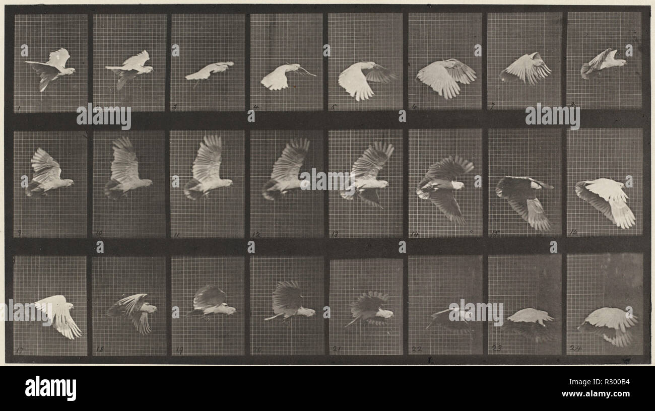 Animal Locomotion, Platte 758. Stand: 1887. Abmessungen: Bild: 20,3 x 36,8 cm (8 x 14 1/2 in.) Blatt: 48,3 x 61 cm (19 x 24 in.). Medium: lichtdruck. Museum: Nationalgalerie, Washington DC. Autor: Eadweard Muybridge. Stockfoto