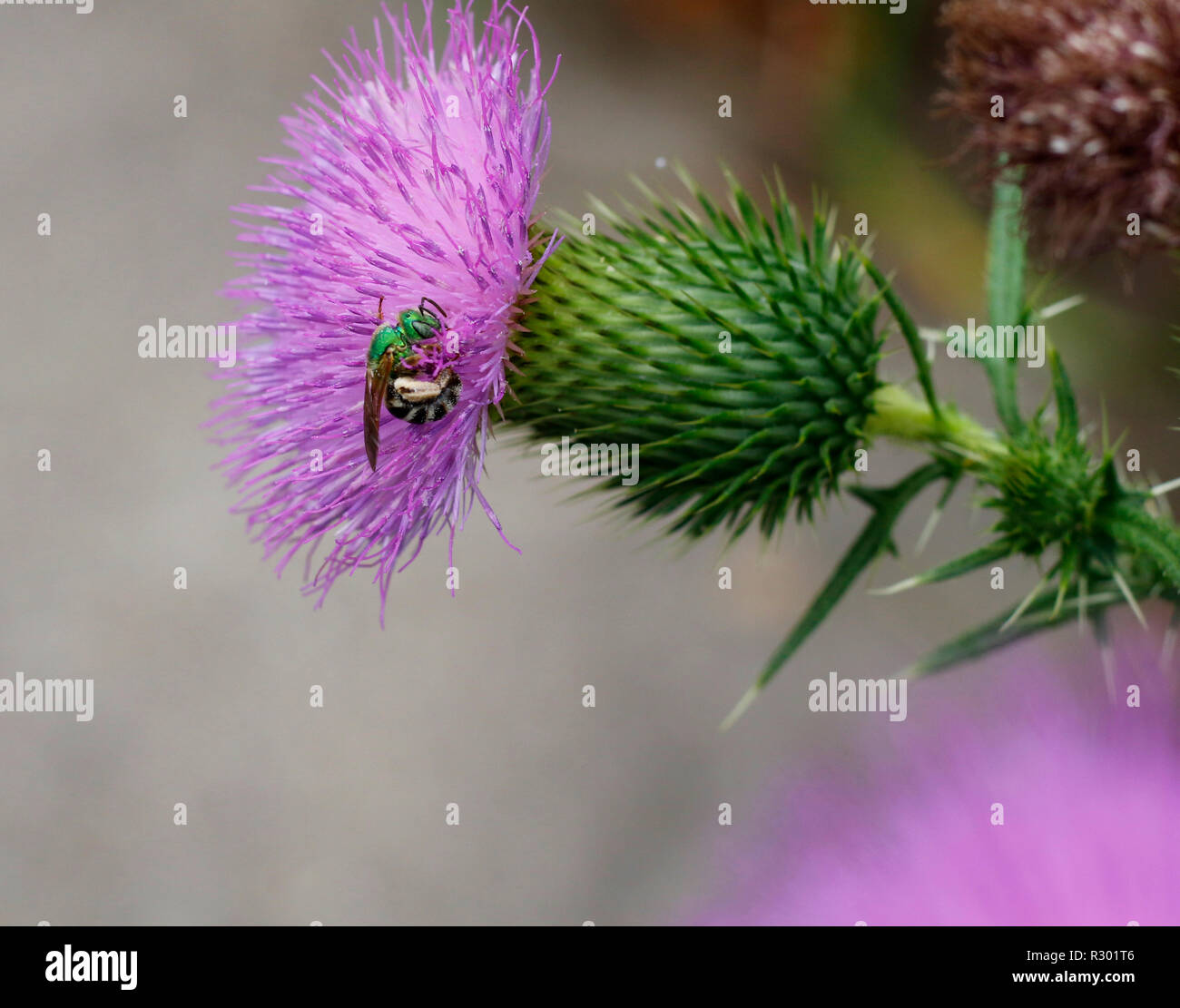 Zweifarbige Grün Schweiß Biene, Agapostemon, das Sammeln von Pollen auf Thistle Blume, Sommer Jeffersonville, Indiana Stockfoto