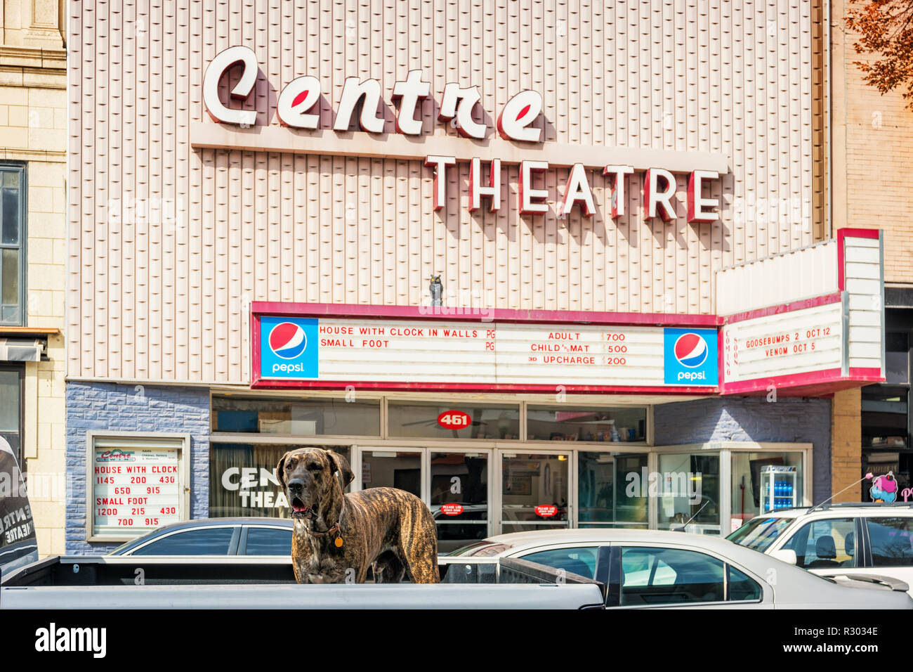 Ein gestromtes Dogge Hund in einem Pickup Truck in der Innenstadt von Idaho Falls, Idaho USA. Stockfoto