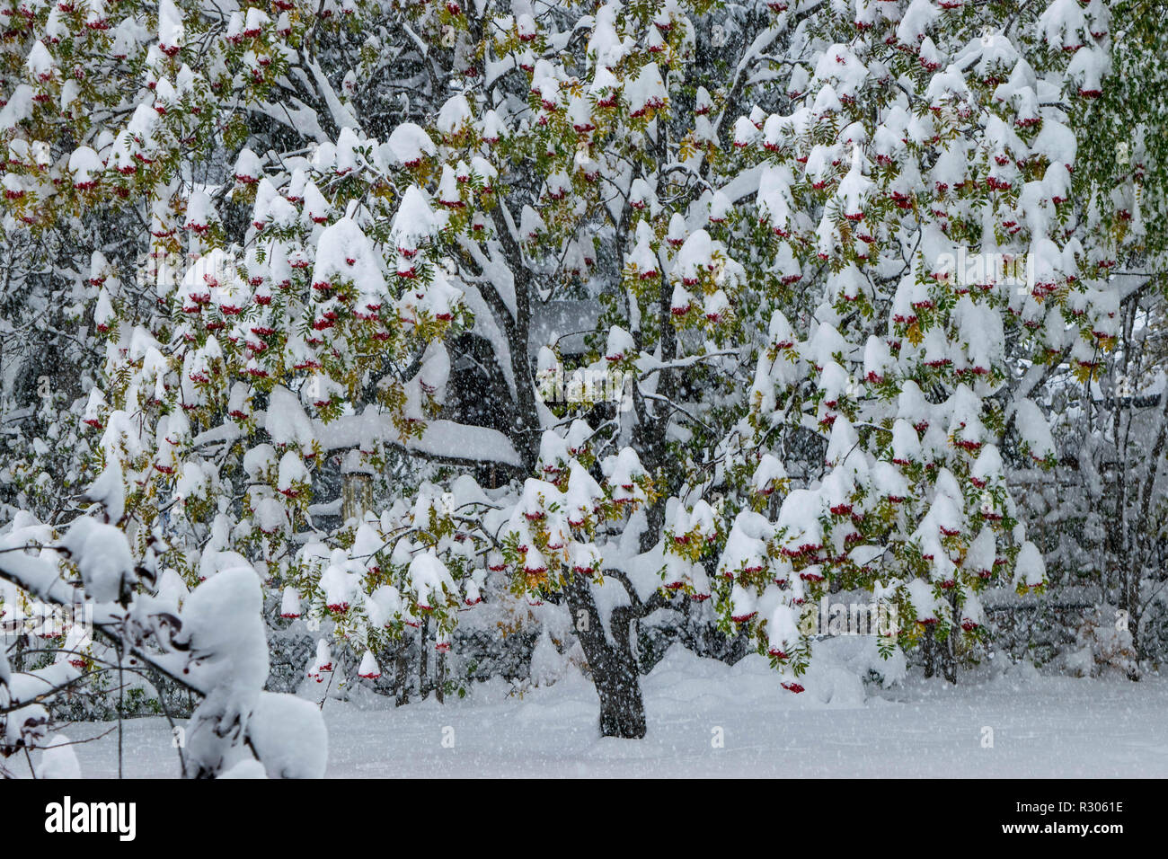 Schneefall frisch auf den Boden in Calgary Stockfoto