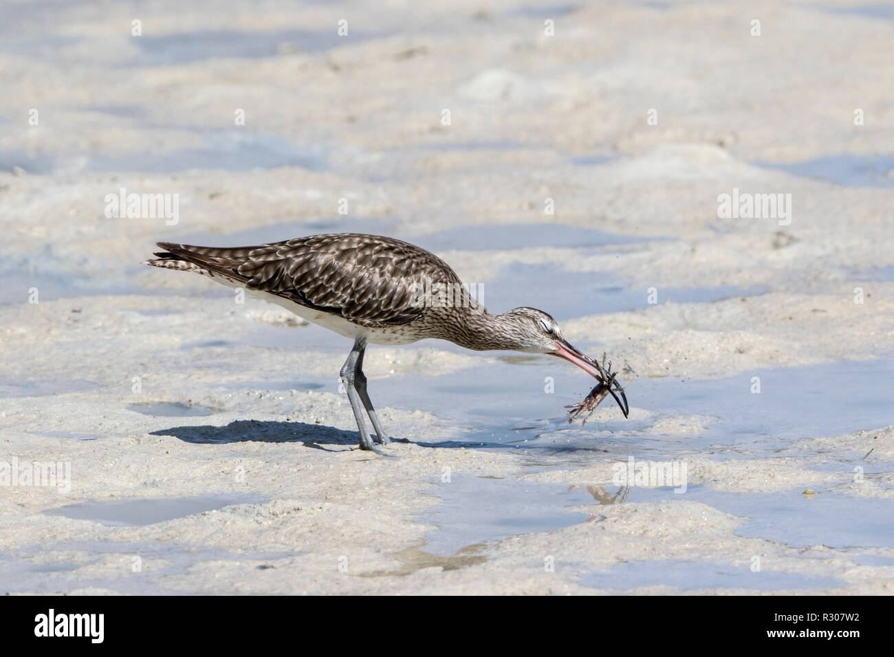 Regenbrachvogel Numenius phaeopus nach Fütterung auf Krabbe am Strand, Seychellen, Indischer Ozean Stockfoto