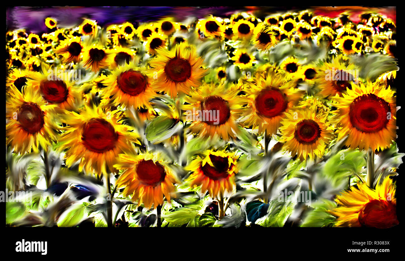 17-011 Sonnenblumen Stage 17 2005 Tour de France Stockfoto