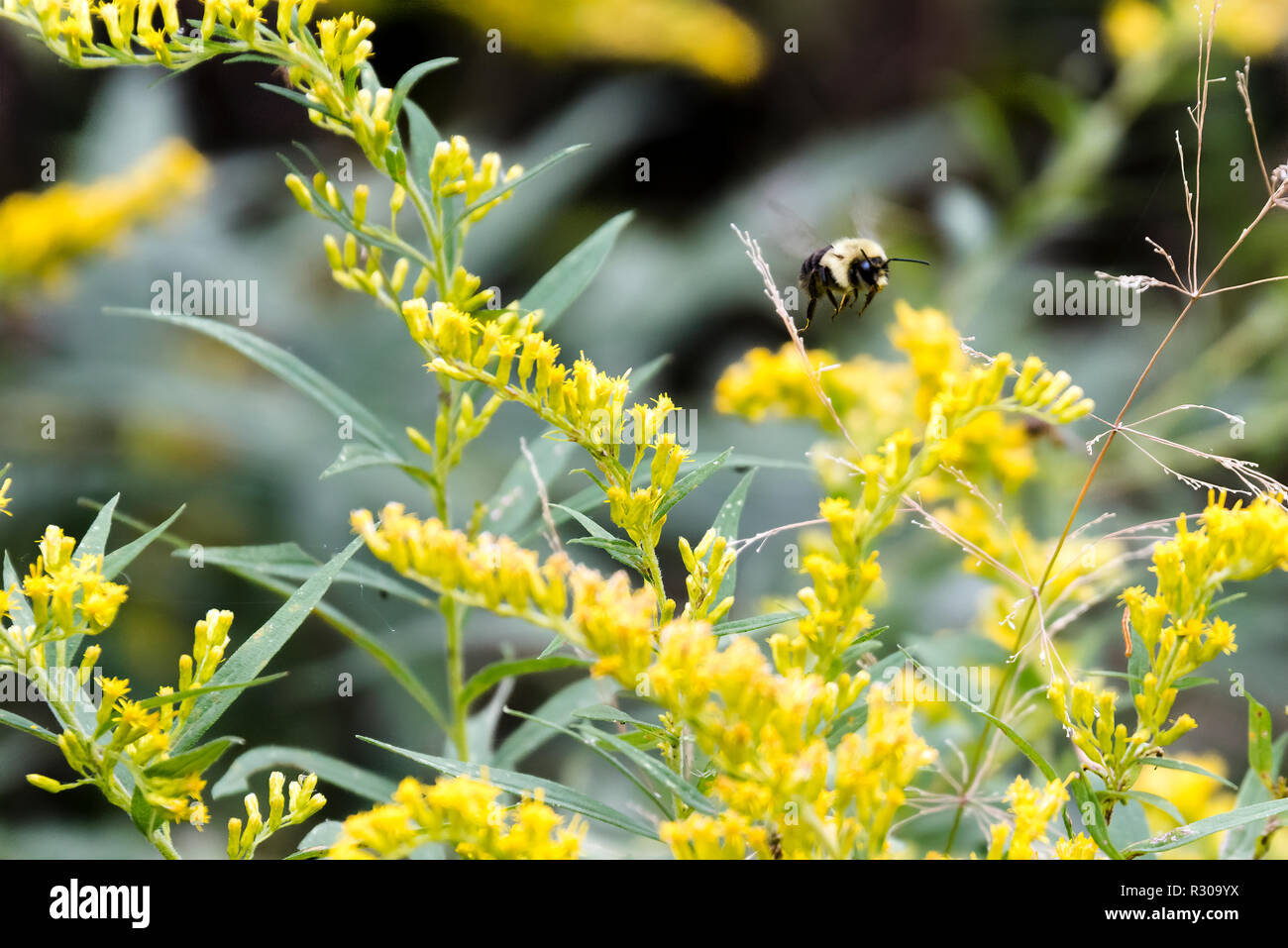 Gelb und Schwarz Hummel fliegen Goldrute Blüten zu bestäuben Stockfoto