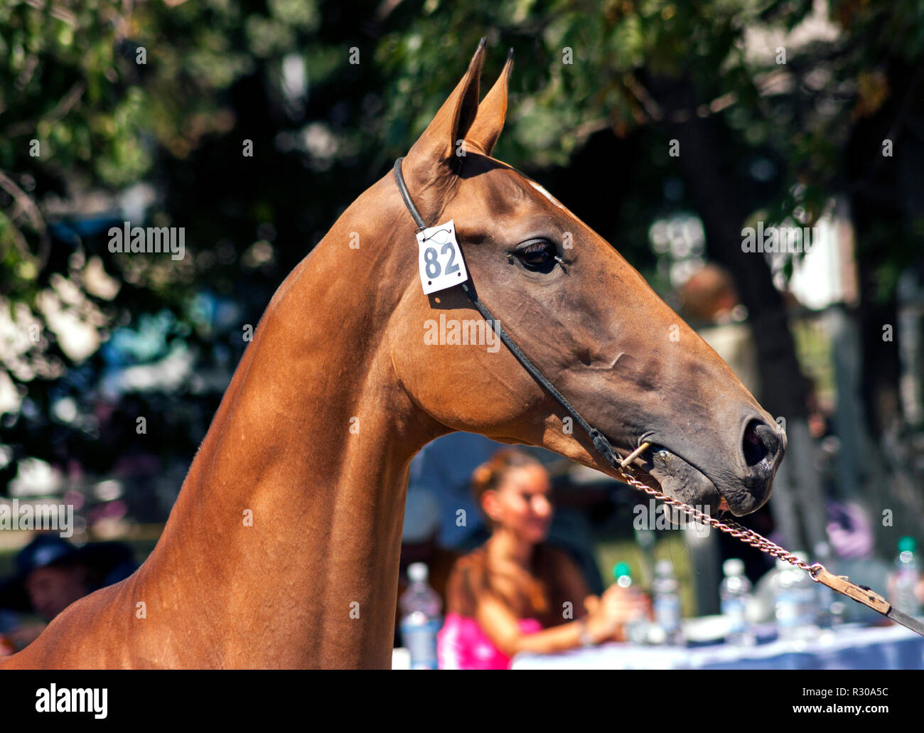 Portrait Achaltekkiner-teke Horse. Stockfoto