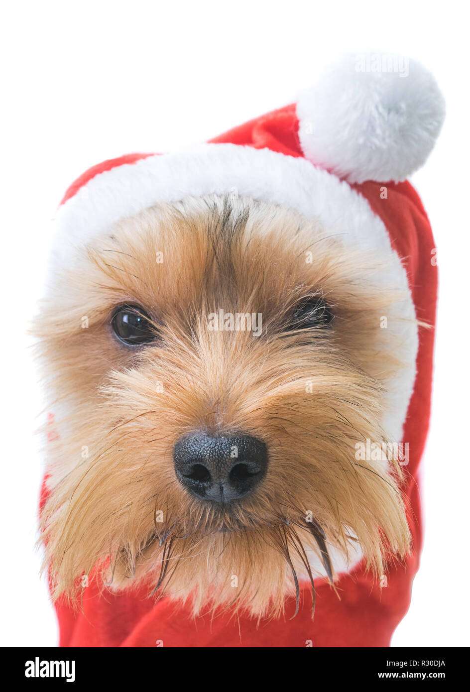 Yorkshire Terrier Welpen das Tragen einer Mütze. Stockfoto