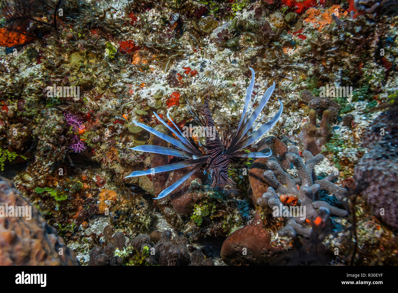 Malediven. Rotfeuerfisch (Pterois volitans), trotz ihrer Schönheit, ist einer der gefährlichsten giftige Fische. Stockfoto