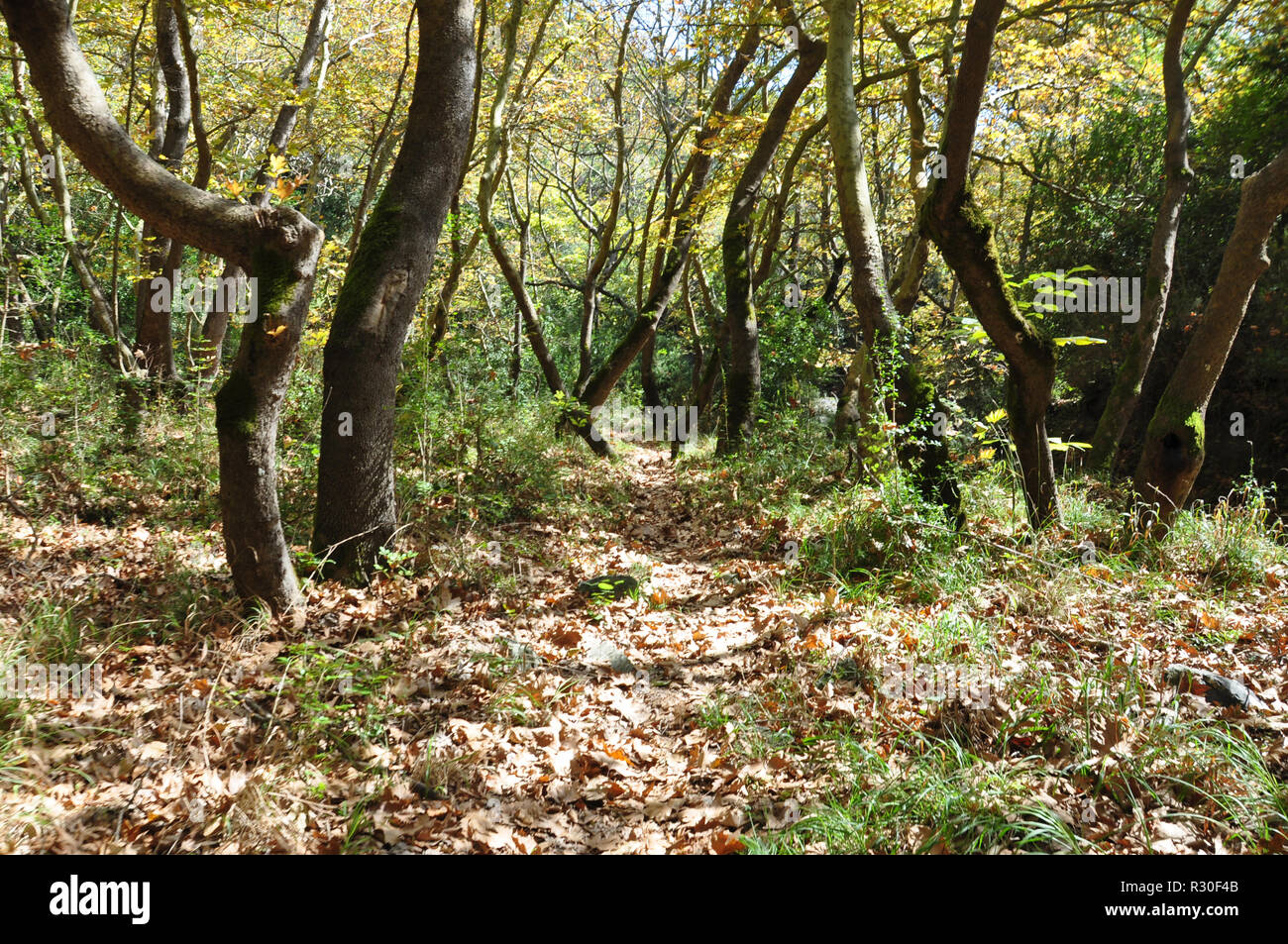 Gefallenen Blätter im Herbst im Wald Stockfoto