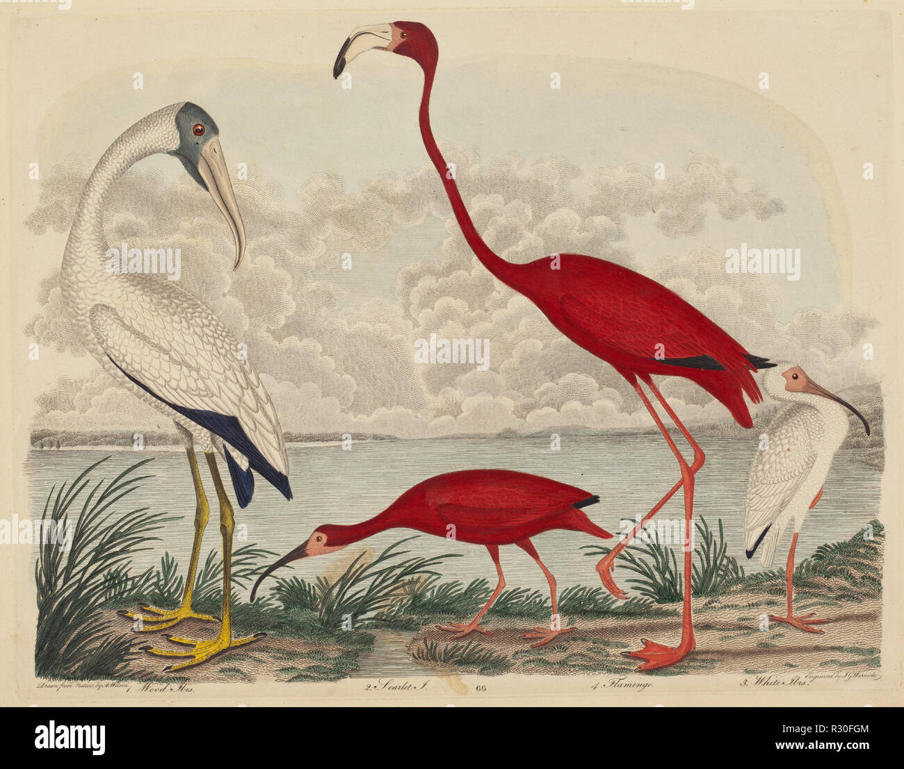 Holz Ibis, Scarlet Ibis, Flamingo, und weiße Ibis. Vom: 1808-1814 veröffentlicht. Abmessungen: Platte: 25,9 x 33,7 cm (10 1/4 x 13 1/4 in.) Blatt: 28,1 x 36,4 cm (11 1/16 x 14 5/16 in.). Medium: Hand - farbige Gravur mit Gravur am Spann Papier. Museum: Nationalgalerie, Washington DC. Autor: John G. Warnicke nach Alexander Wilson. WILSON, A. Stockfoto