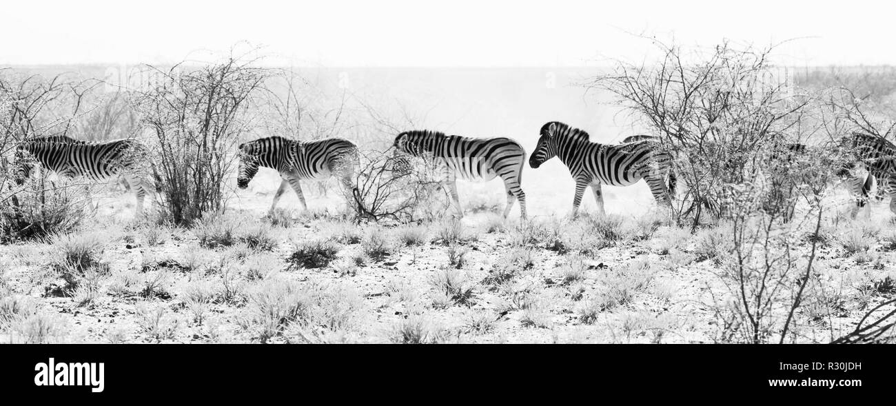 Eine Gruppe von Ebenen Burchells Zebra Kopf für ein wasserloch durch den Staub im Etosha, Namibia. In Schwarz und Weiß. Stockfoto