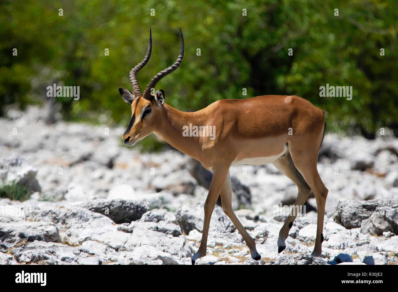 Ein schwarzer in Etosha, Namibia Impala (Aepyceros melampus). Stockfoto