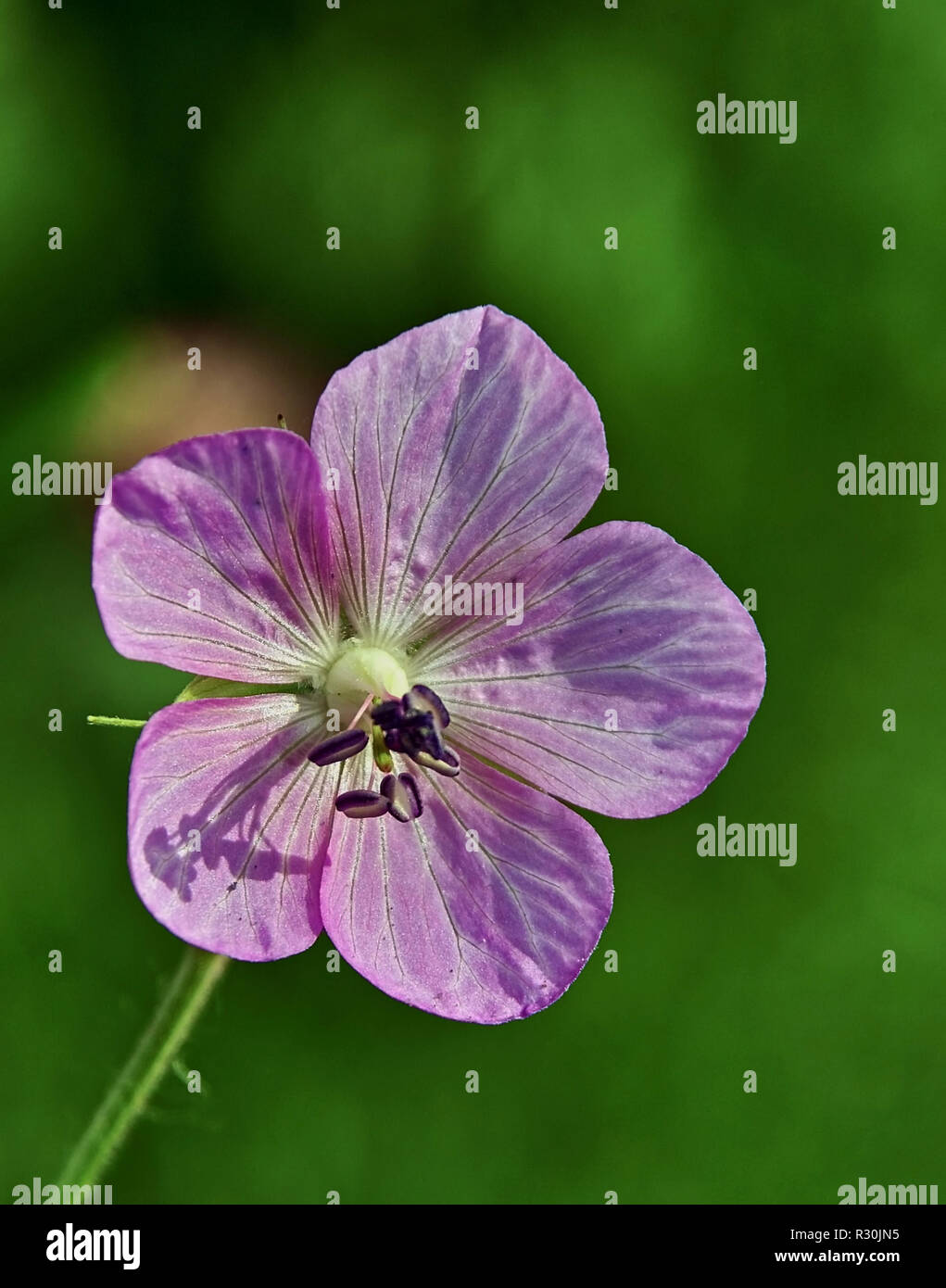 Wiesenblume Stockfoto