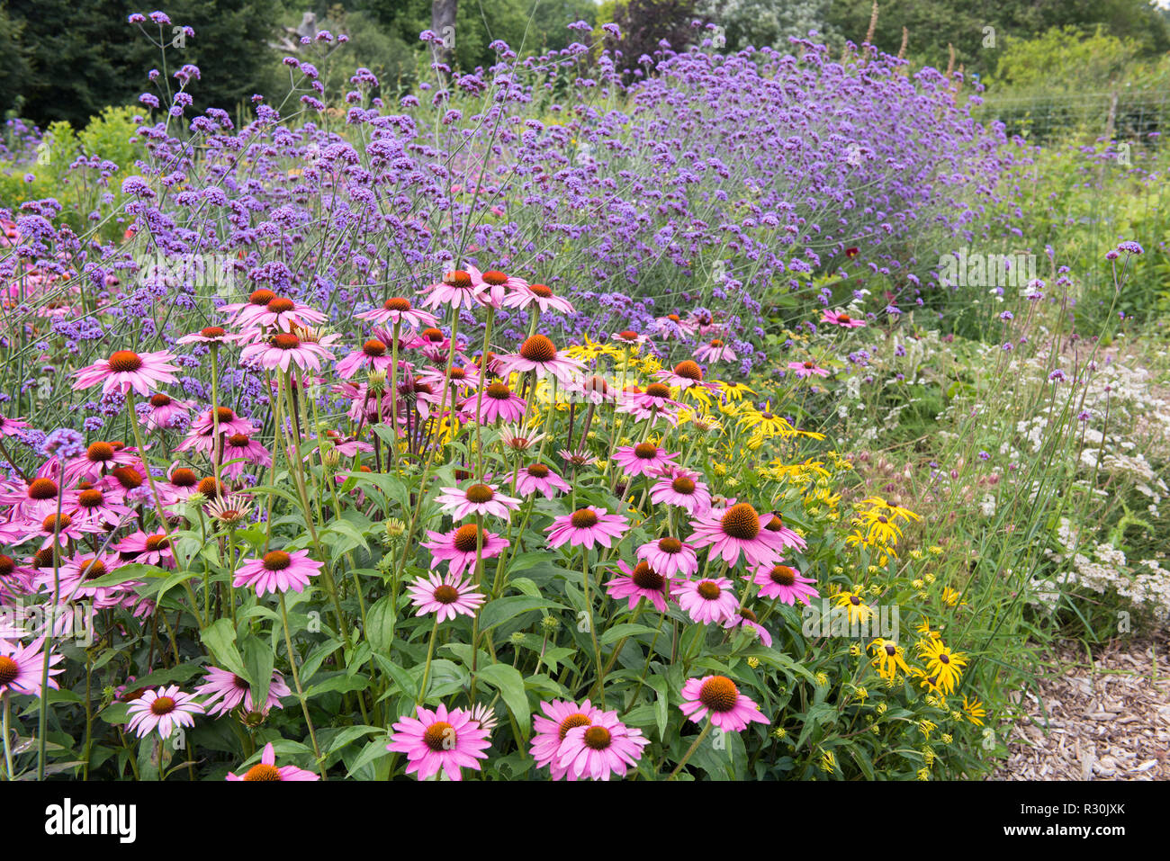 Echinacea purpurea, Verbena bonariensis Stockfoto