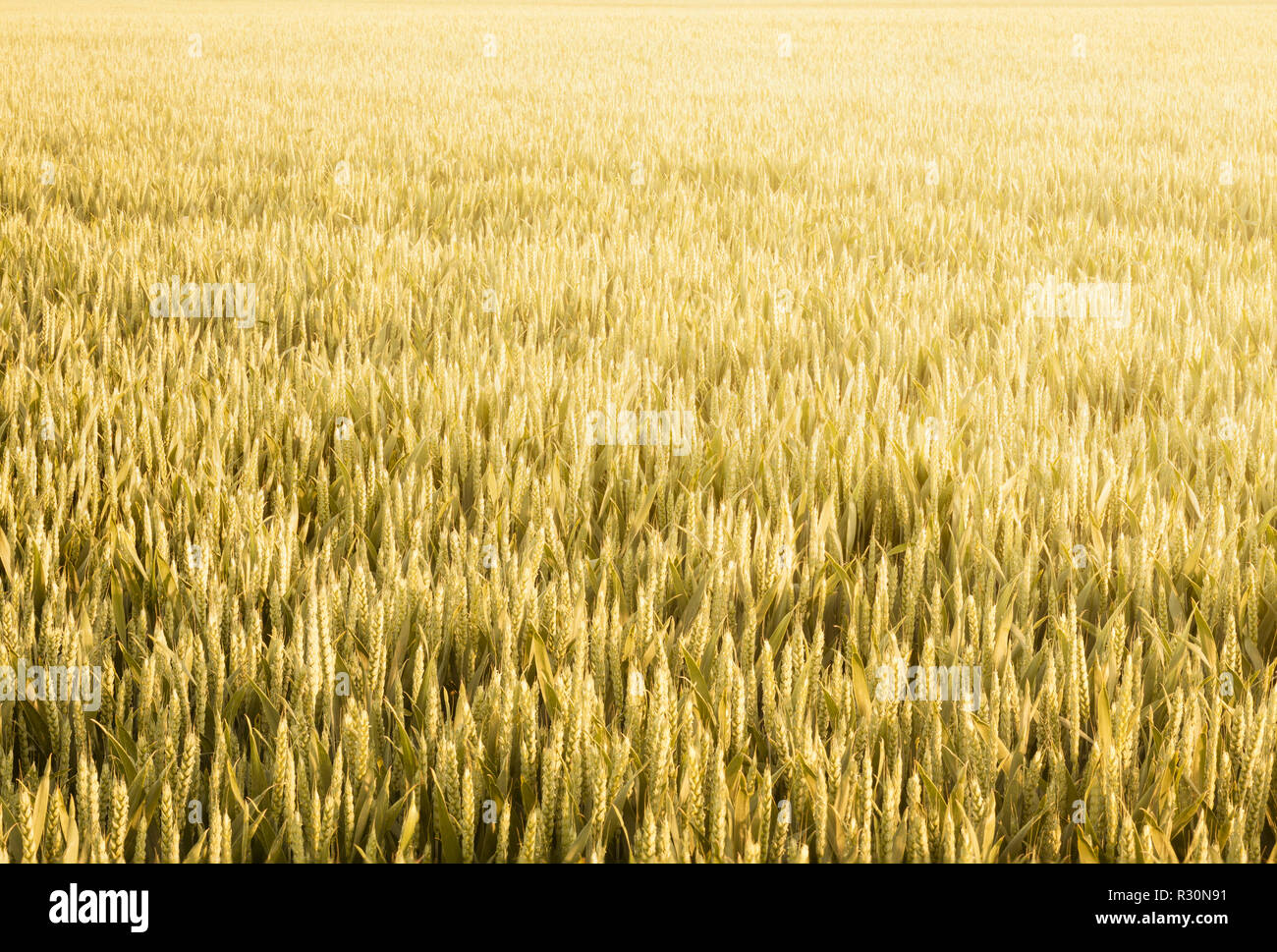 Reif Ernten in ein Weizenfeld im Sommer vor der Ernte Stockfoto
