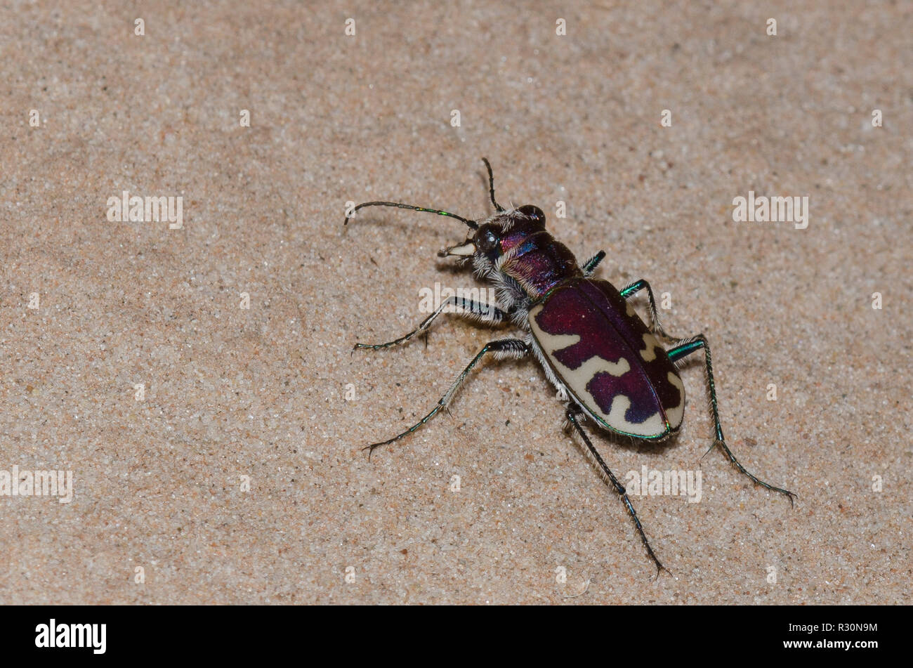 Big Sand Tiger Beetle, Cicindela Formosa, männlich Stockfoto