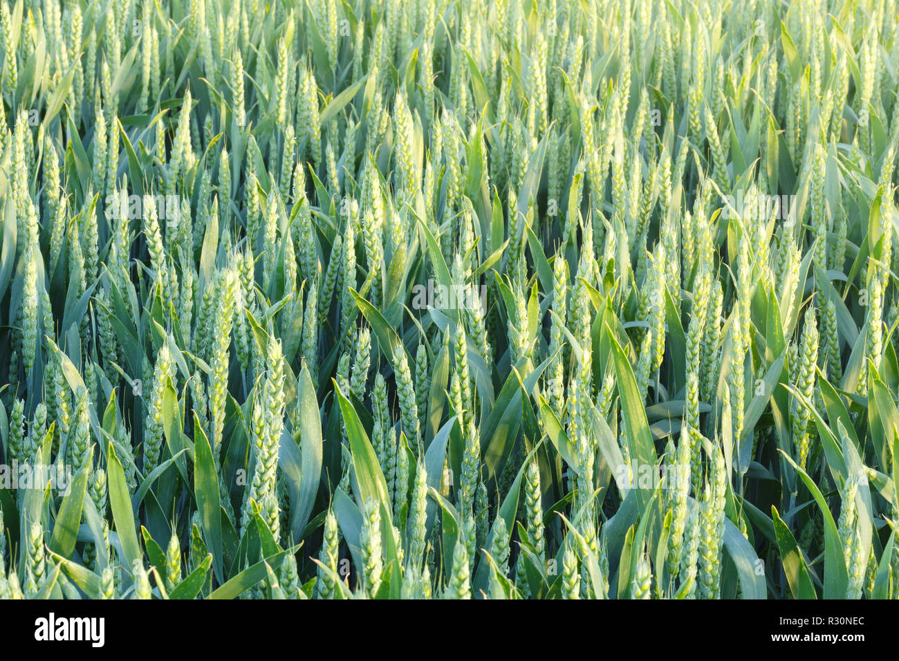 Nahaufnahme von Weizen Getreide wächst in einem Feld in der Landschaft Stockfoto