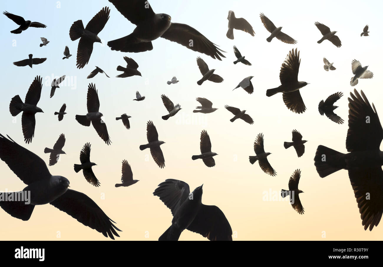 Schwarm Vögel fliegen im Himmel. Dohle, Corvus Monedula. (Zusammengesetztes Bild) Stockfoto