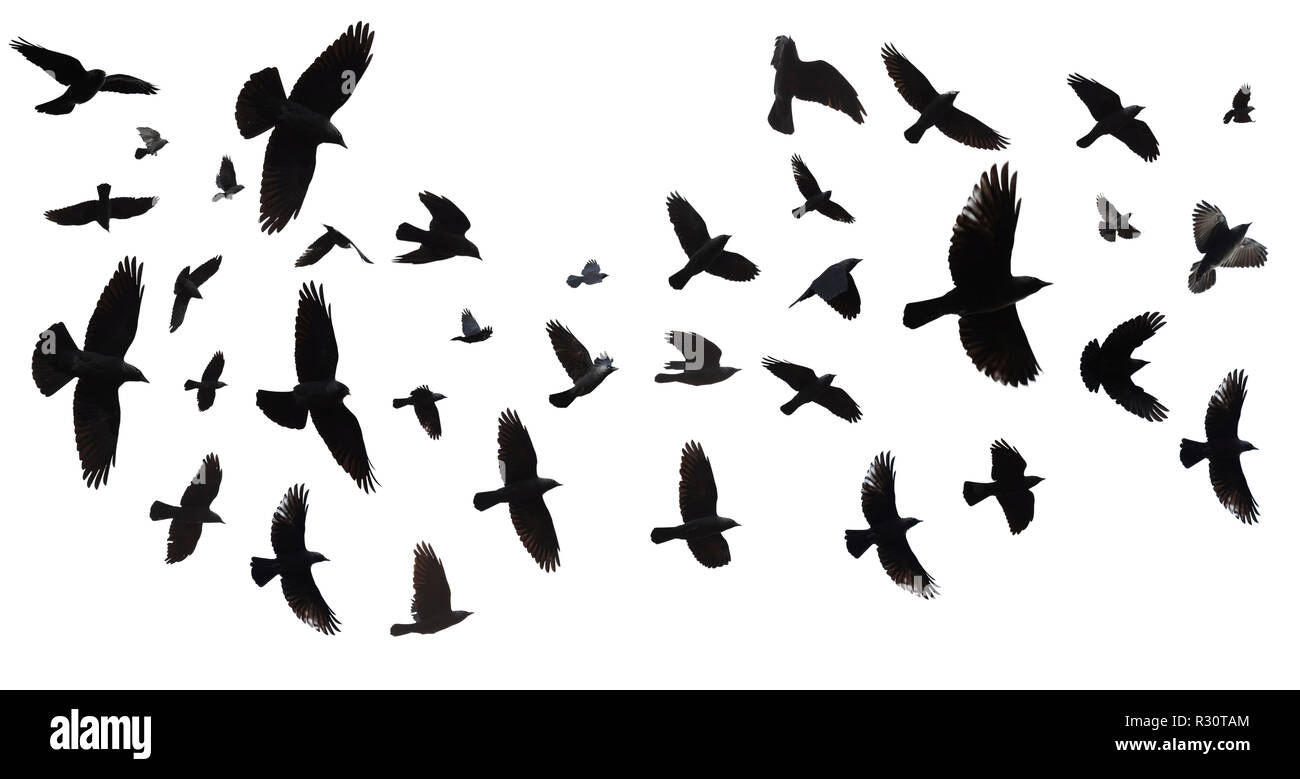 Schwarm Vögel fliegen im Himmel. (Dohle, Corvus Monedula). Gegen einen weißen Hintergrund mit Freistellungspfad isoliert. Stockfoto