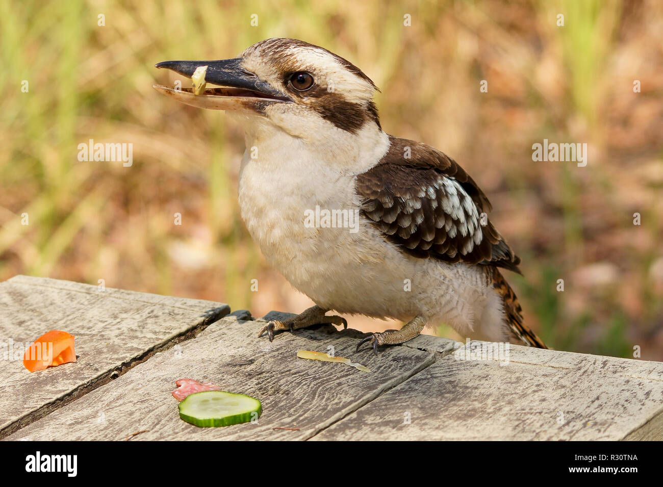 Kookaburra stehlen Essen in einer australischen Wald Stockfoto