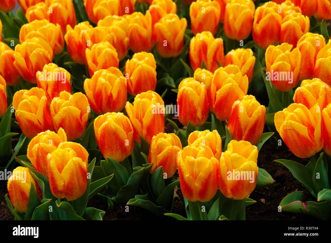 Gelb und orange Tulpen mit Wassertropfen in Garten, floral background Stockfoto
