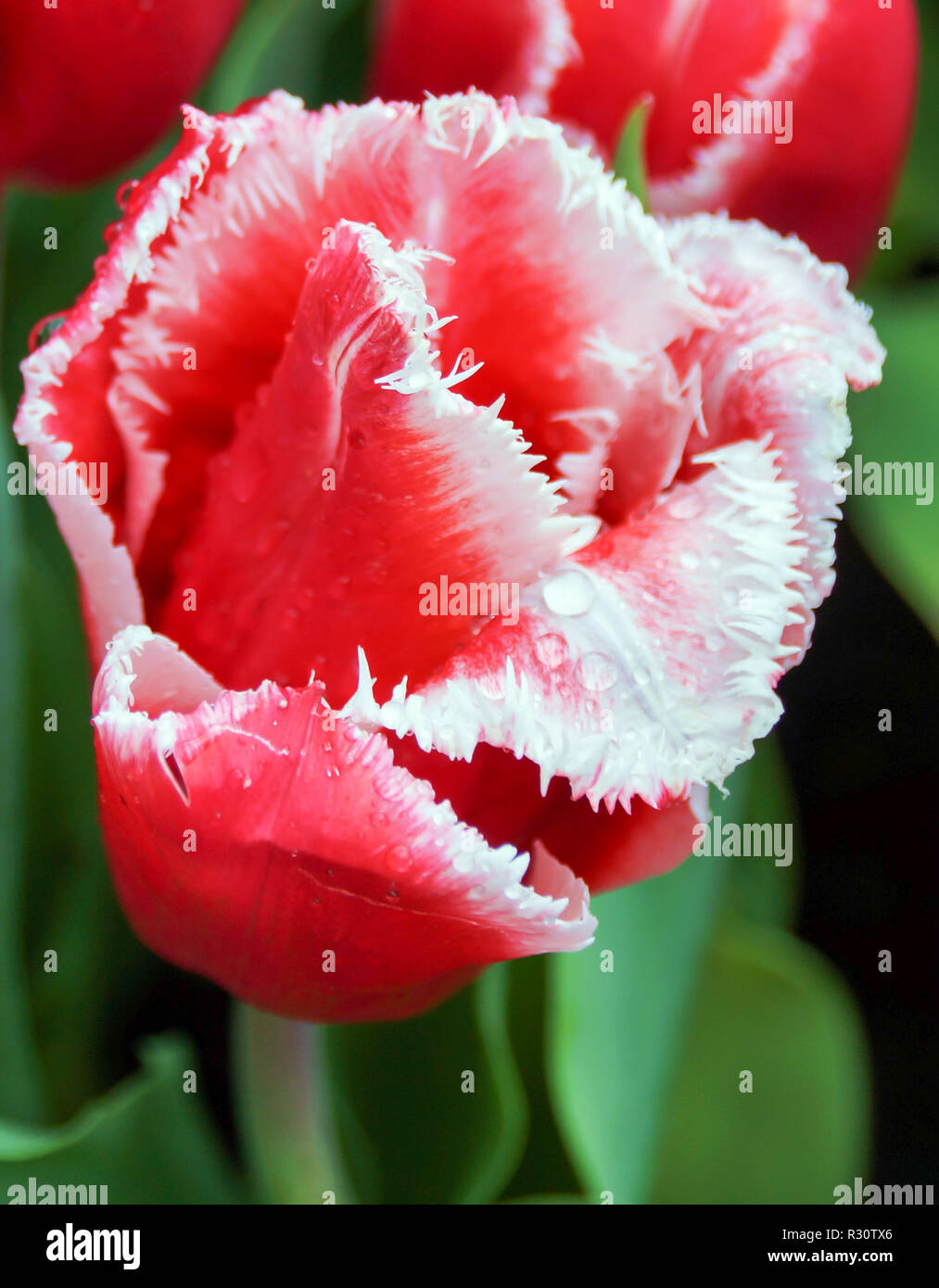 Nahaufnahme von rote Tulpe mit Wassertropfen, typisch holländischen Blume. Im Keukenhof, Holland. Reiseland. Stockfoto