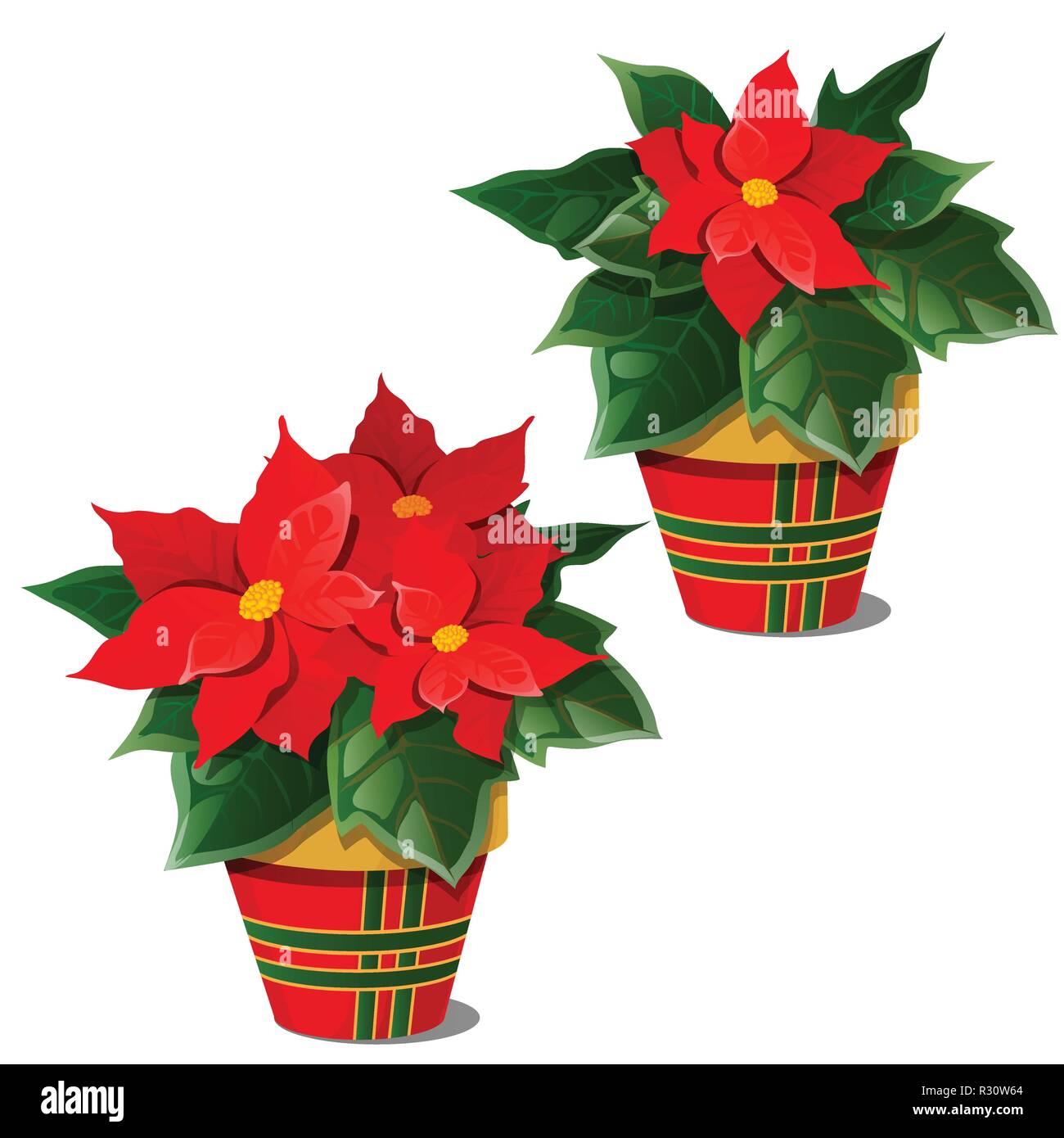 Die Blühenden Weihnachtsstern Pflanzen In Töpfen Auf Weißem