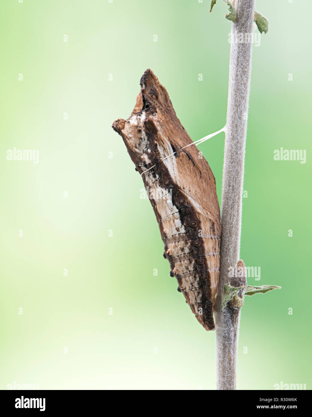 Tiger Swallowtail Schmetterling