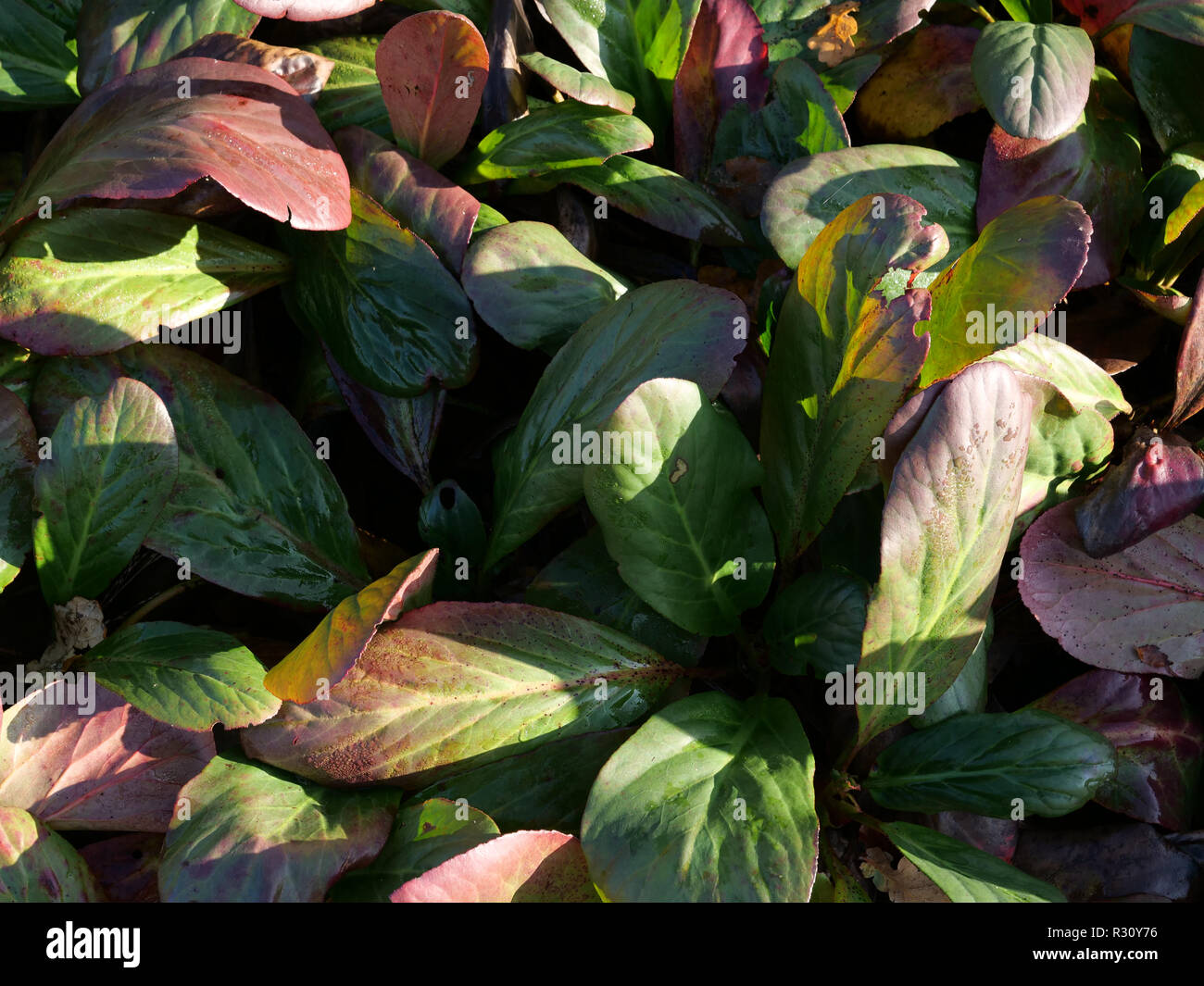 Shade Groundcover Stockfotos und bilder Kaufen Alamy