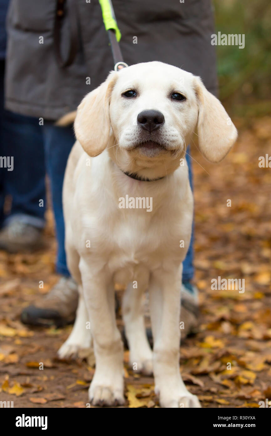 Portrait Nahaufnahme von einem Hund Welpe in der Ausbildung bei seinem Spaziergang in einer britischen Country Park. Schöne Labrador Welpe, an der Leine, Stand anstarren. Stockfoto