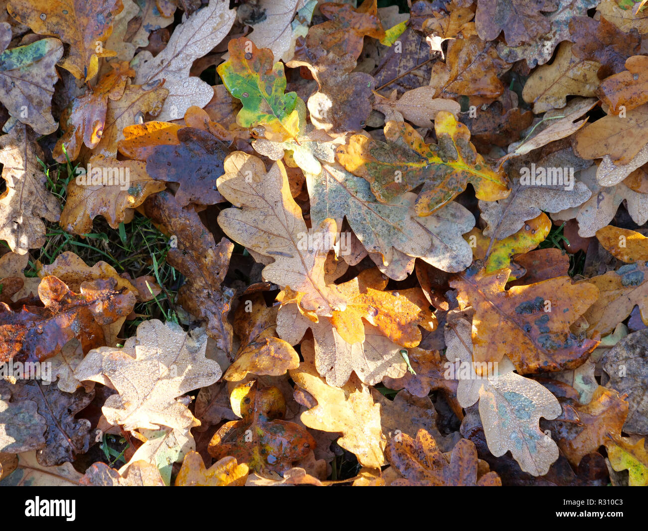 Licht und dunkel braune Eiche Blätter auf dem Rasen im Herbst, London, UK Stockfoto