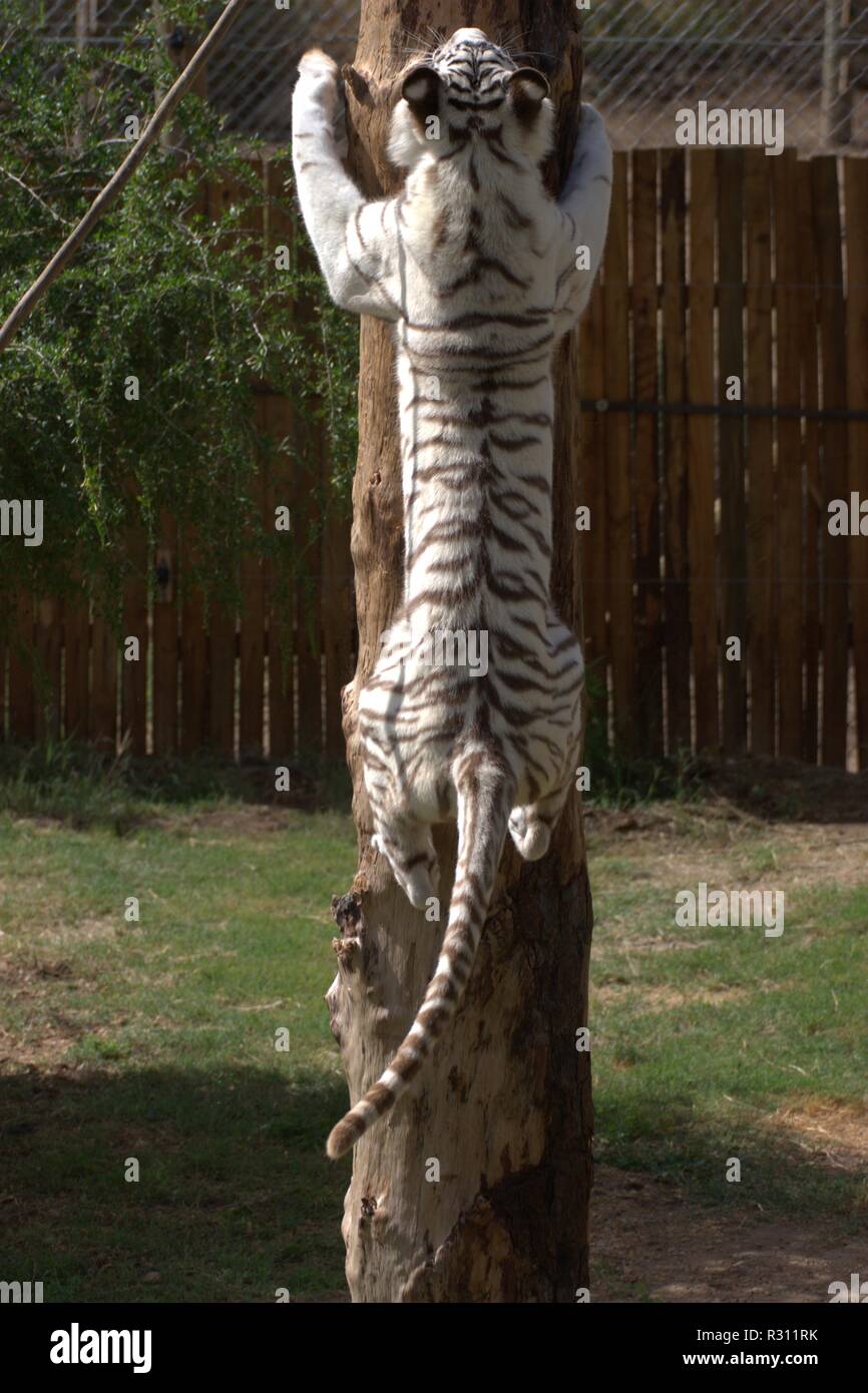 Weißer tiger Stockfoto
