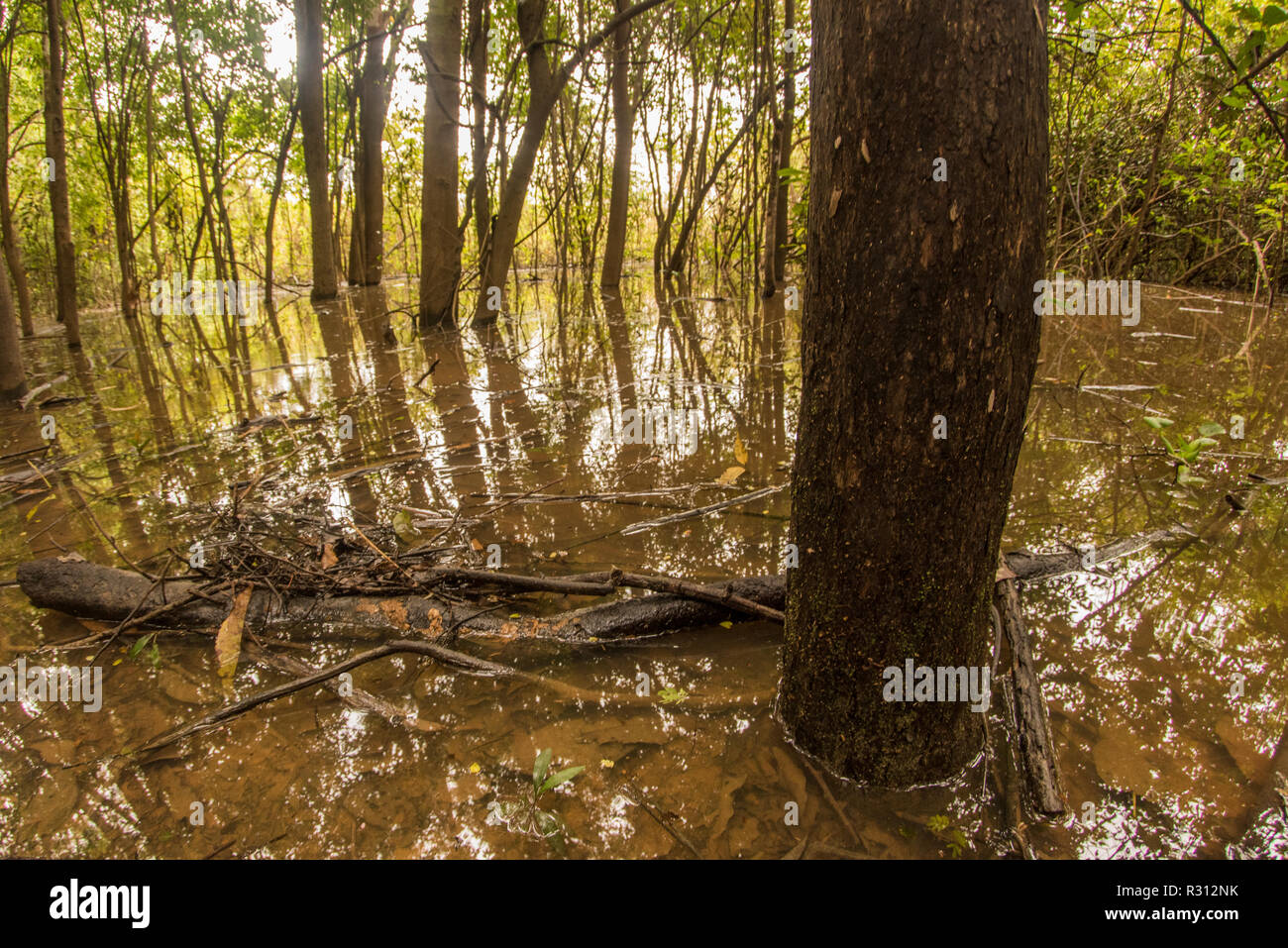 Während der Regenzeit den Amazonas Überläufe seine Banken und Überschwemmungen in der Nähe Wald wie hier im Süden Kolumbiens. Stockfoto
