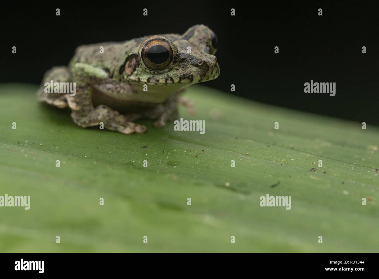 Buckley's schlanken Beinen Laubfrosch (Osteocephalus buckleyi) Eine ungewöhnliche Froscharten aus dem Amazonasbecken Südamerikas. Stockfoto