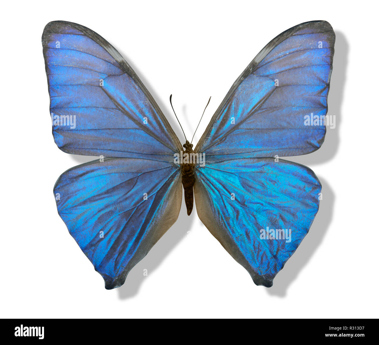 Blau schillernden Schmetterling Stockfoto