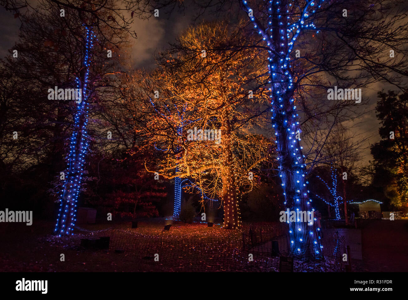 Kew Gardens, London, UK. 21. Nov 2018. Kew an Weihnachten, Kew Gardens-Anl beleuchteten Weg durch Kew nach dunklen Landschaft, um über eine Million Lichter leuchten. Credit: Guy Bell/Alamy leben Nachrichten Stockfoto