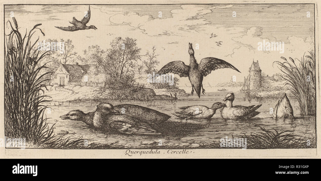 Querpedula, die Teal. Medium: Radierung. Museum: Nationalgalerie, Washington DC. Autor: Albert Flamen. Stockfoto