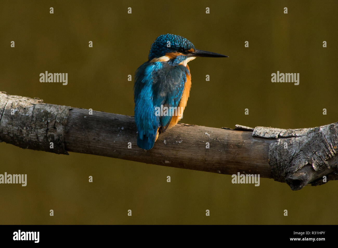 Erwachsene männliche Kingfisher thront, von hinten an der Vogelwelt Naturschutzgebiet fotografiert, La Sauge, Schweiz Stockfoto